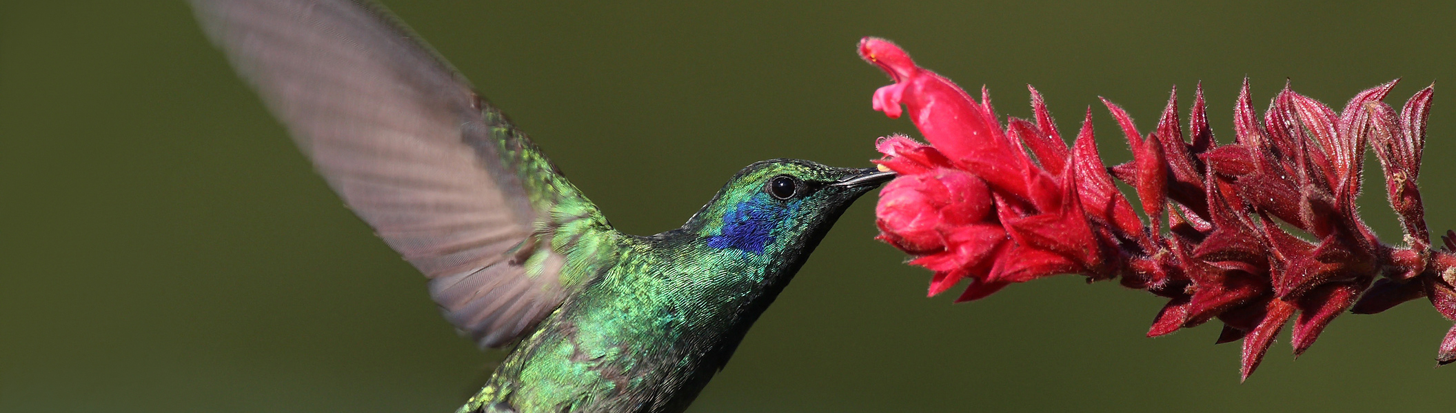 hummingbird Core alues